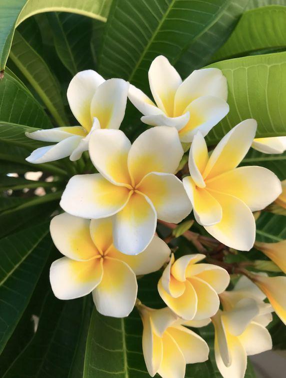 Sunset Harmony Floral Symphony
